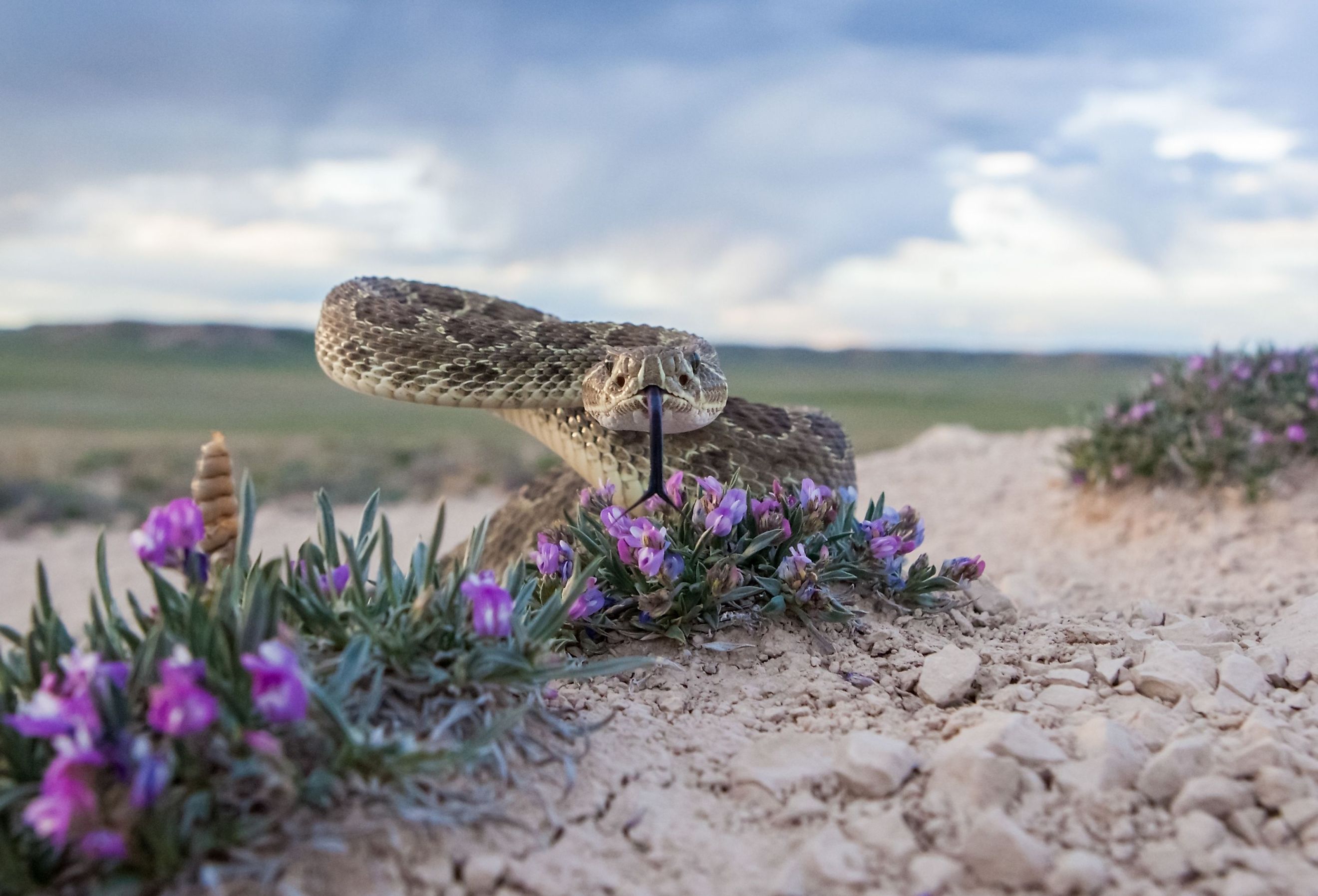 Close-up of a Prairie Rattlesnake.