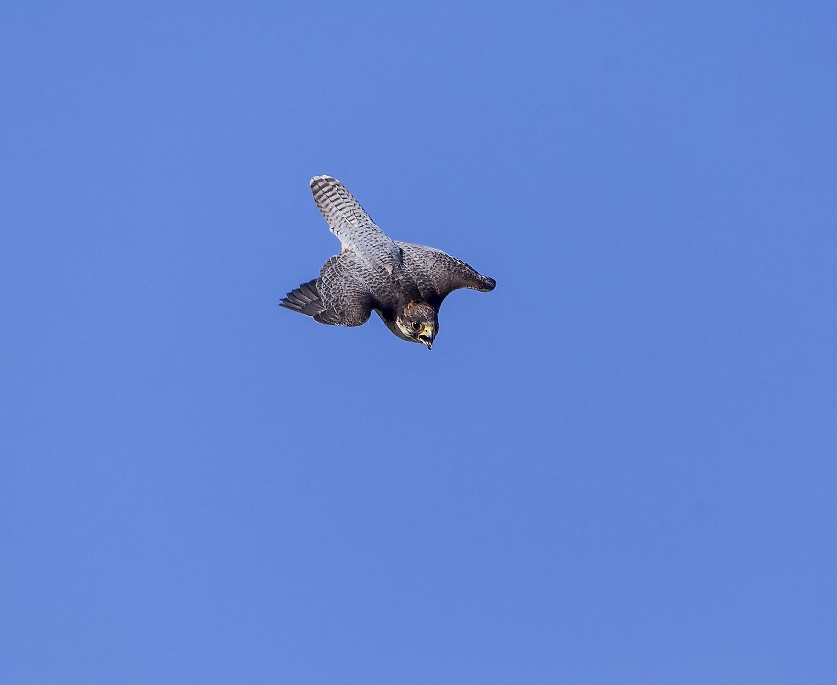 peregrine falcon speed records