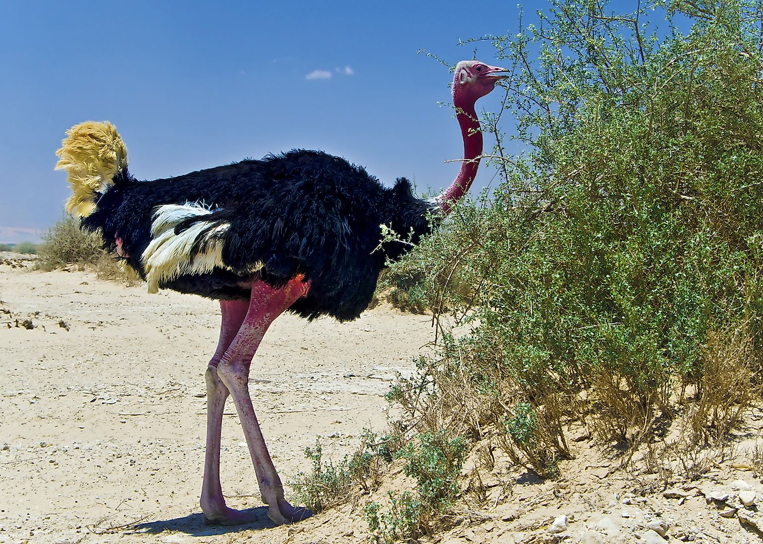 Africa Sahara Desert Animals