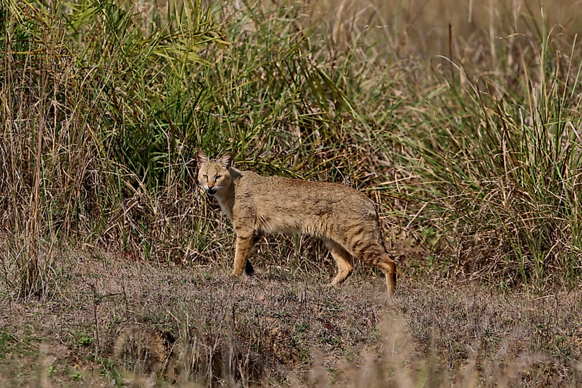 The Ten Species Of Small Wild Cats Found In Asia - WorldAtlas