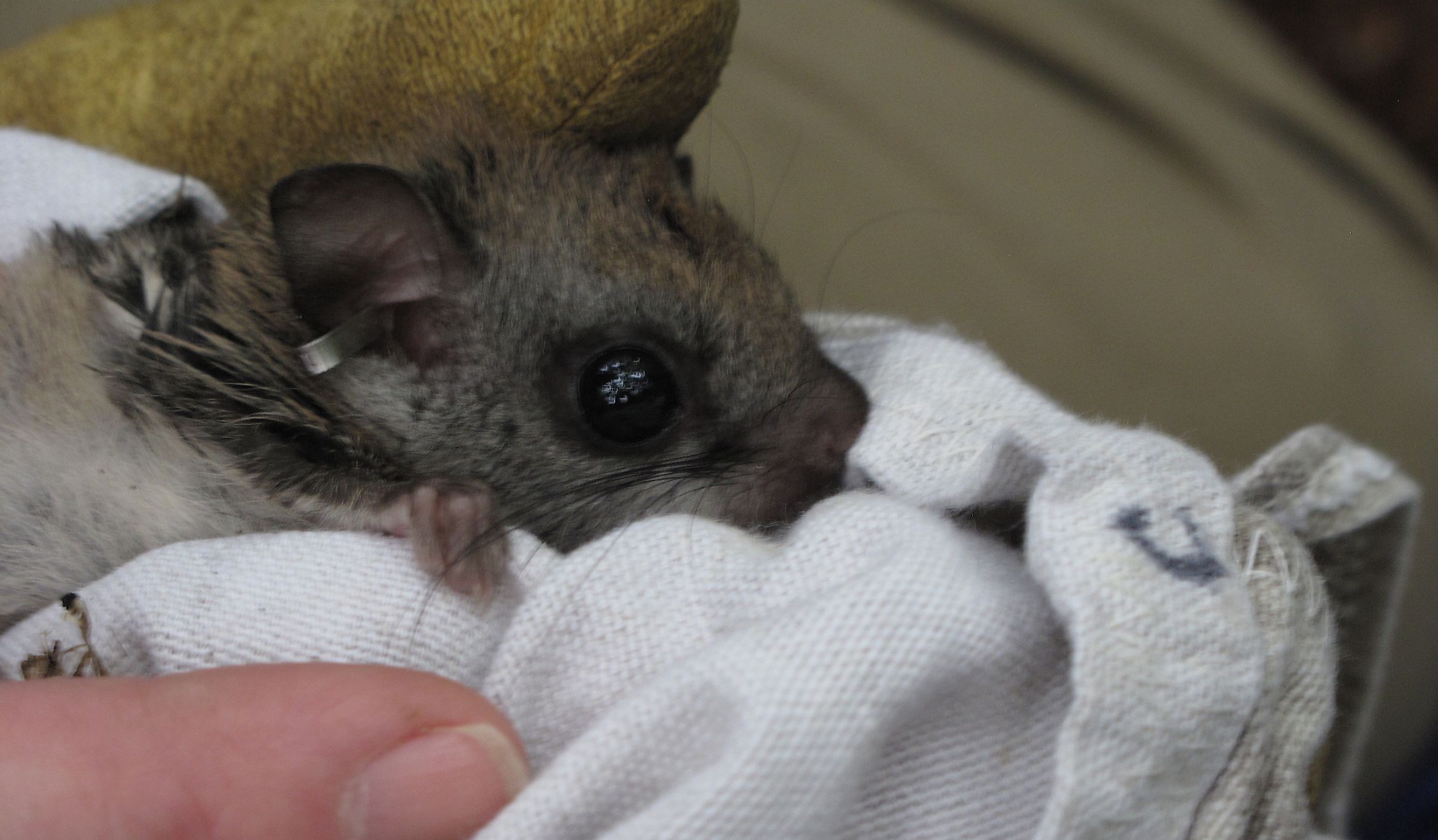 Northern Flying Squirrel Facts: Animals of North America - WorldAtlas