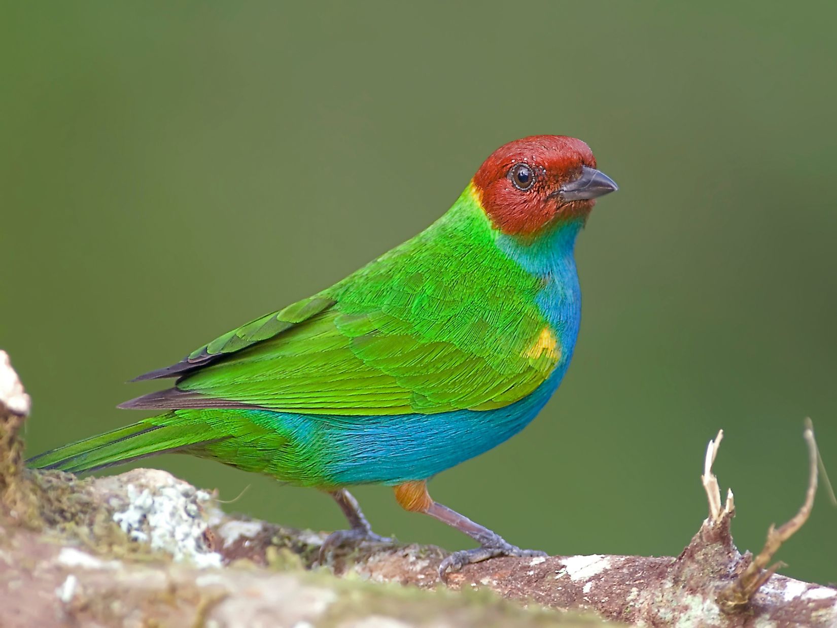 Costa Rica's Most Beautiful Birds - WorldAtlas