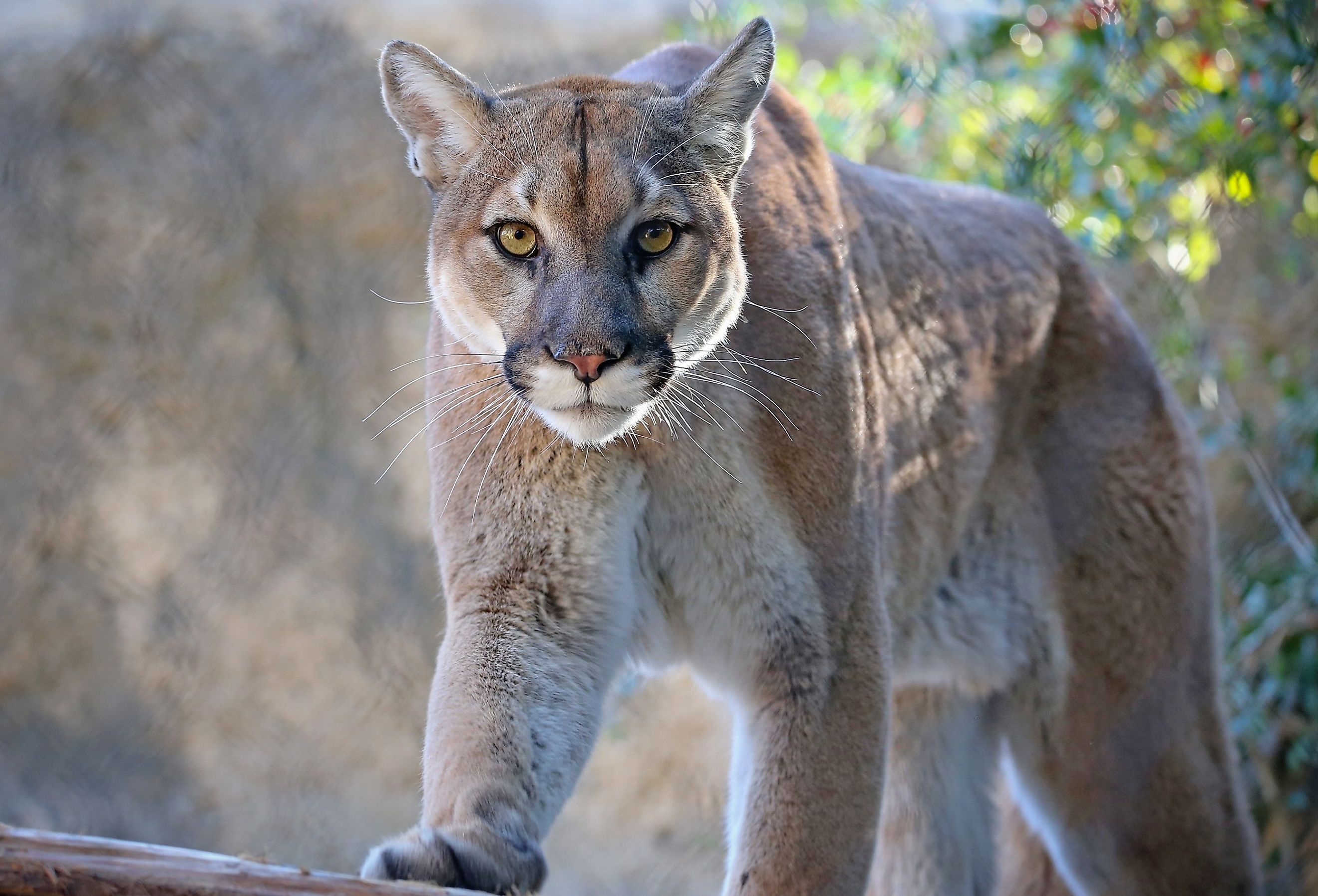 Close up of a Cougar (Mountain Lion).