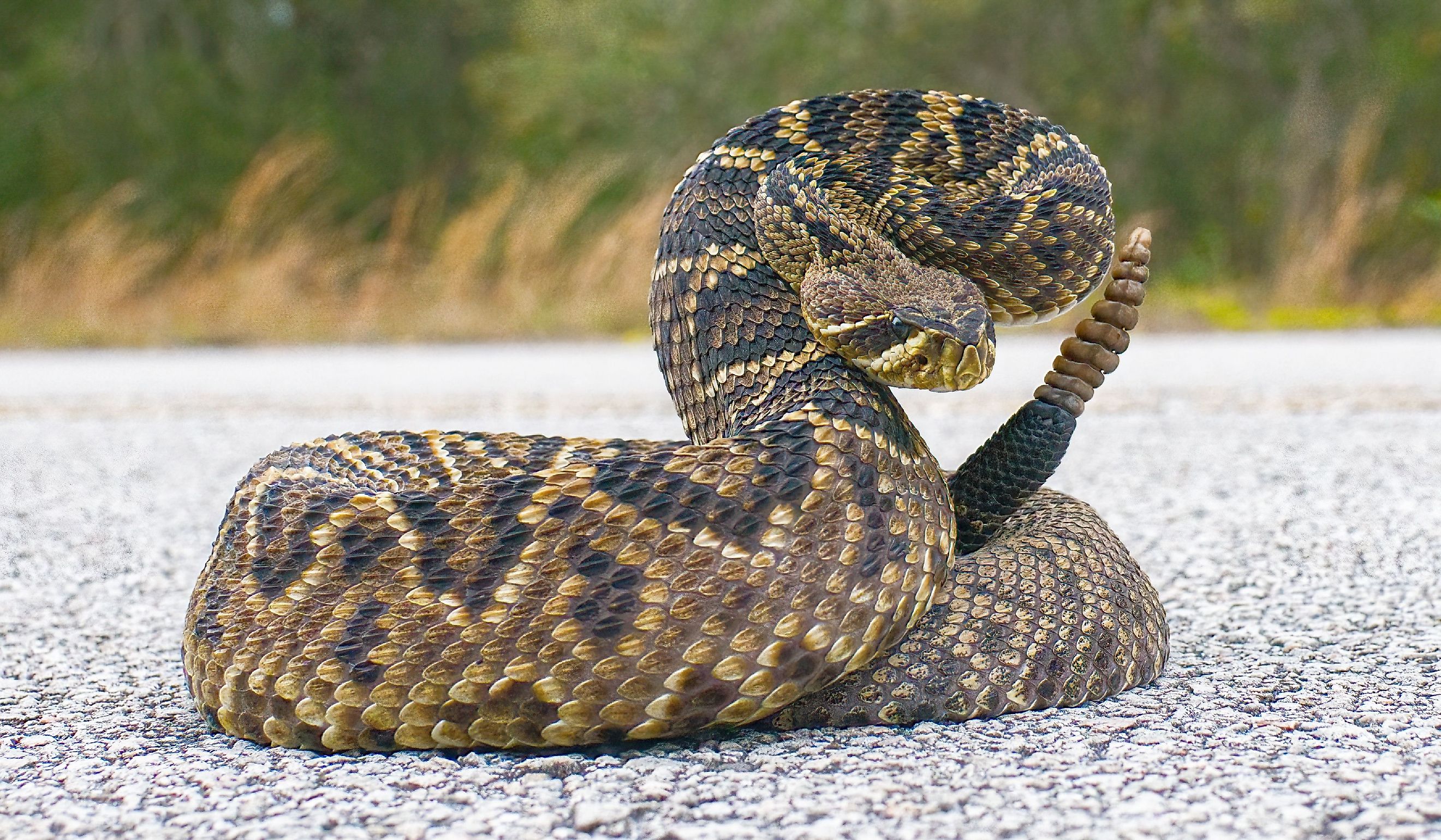 The king of all rattlesnakes in the world, the Eastern Diamondback rattler - Crotalus Adamanteus.