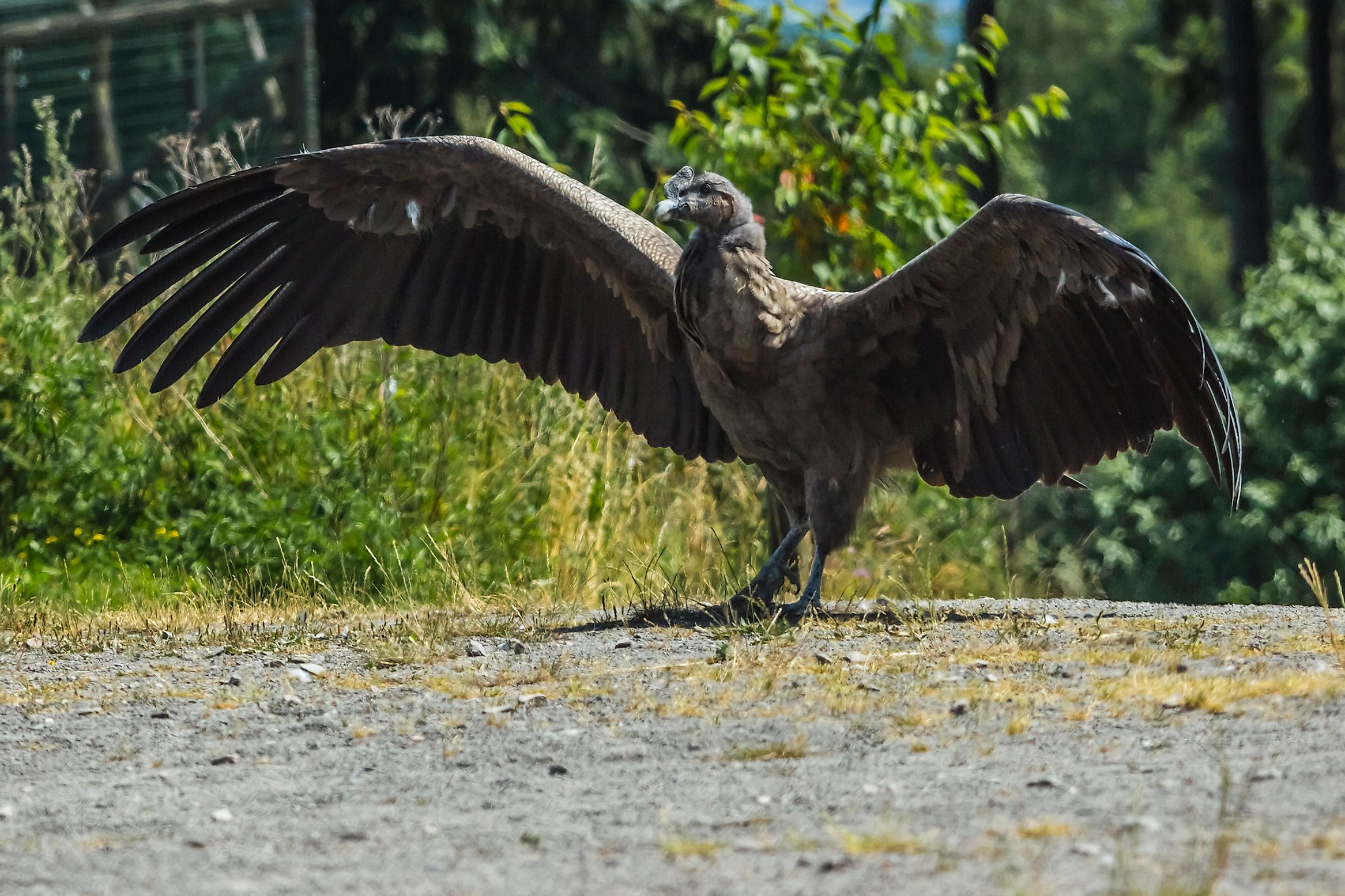 The Seven Species Of New World Vultures - WorldAtlas