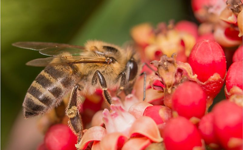 10 Examples Of Genetic Hybrids - WorldAtlas