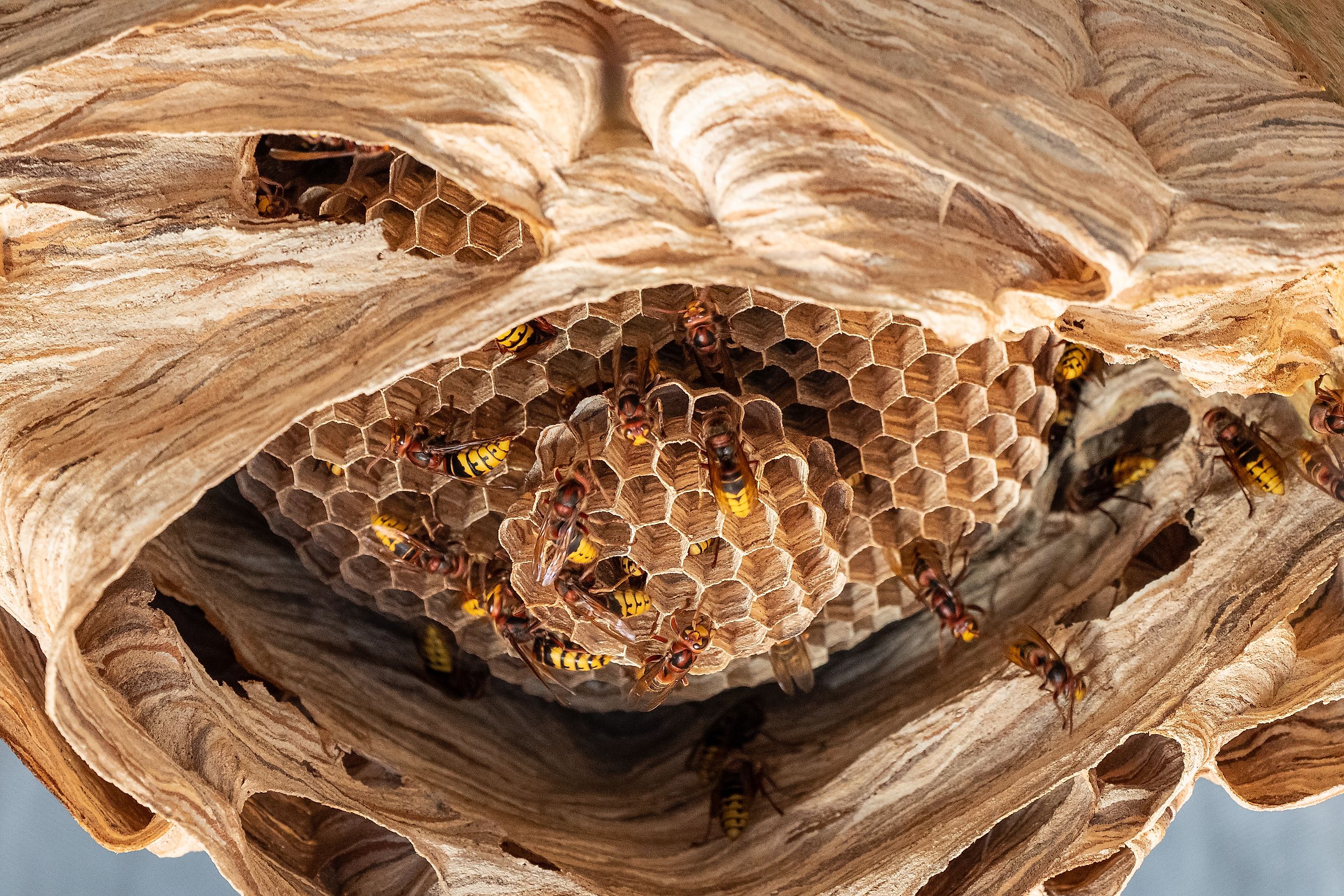 hornets nest under a wooden roof