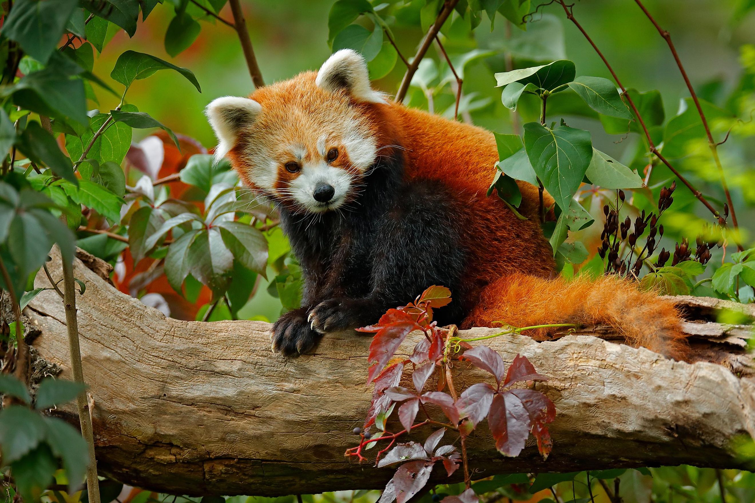 Why Are Red Pandas Endangered WorldAtlas