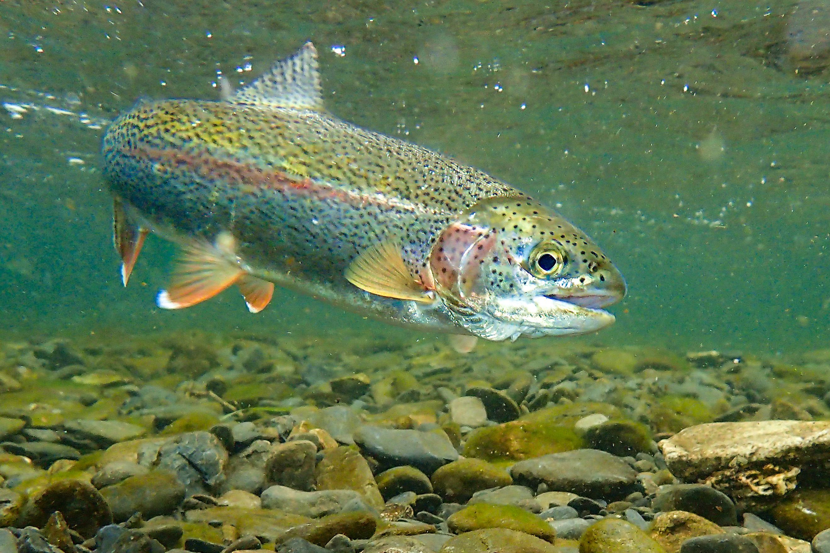 Underwater rainbow trout in the Russian River, Alaska