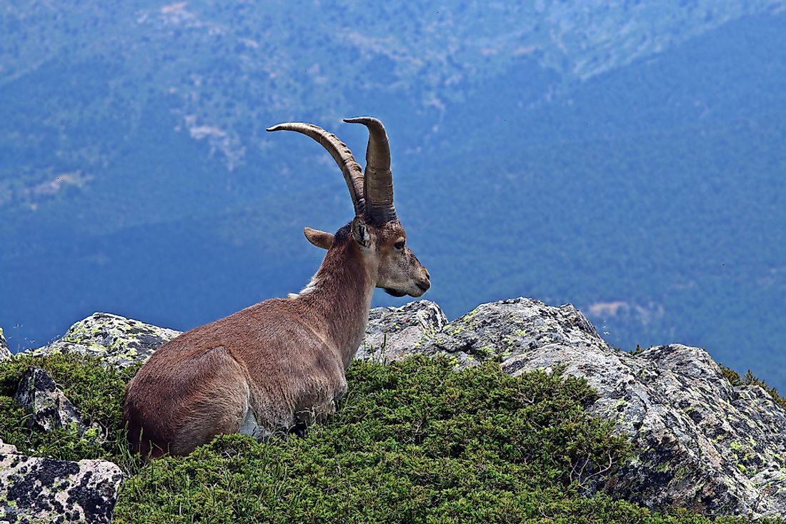 Animals Native to Spain - WorldAtlas