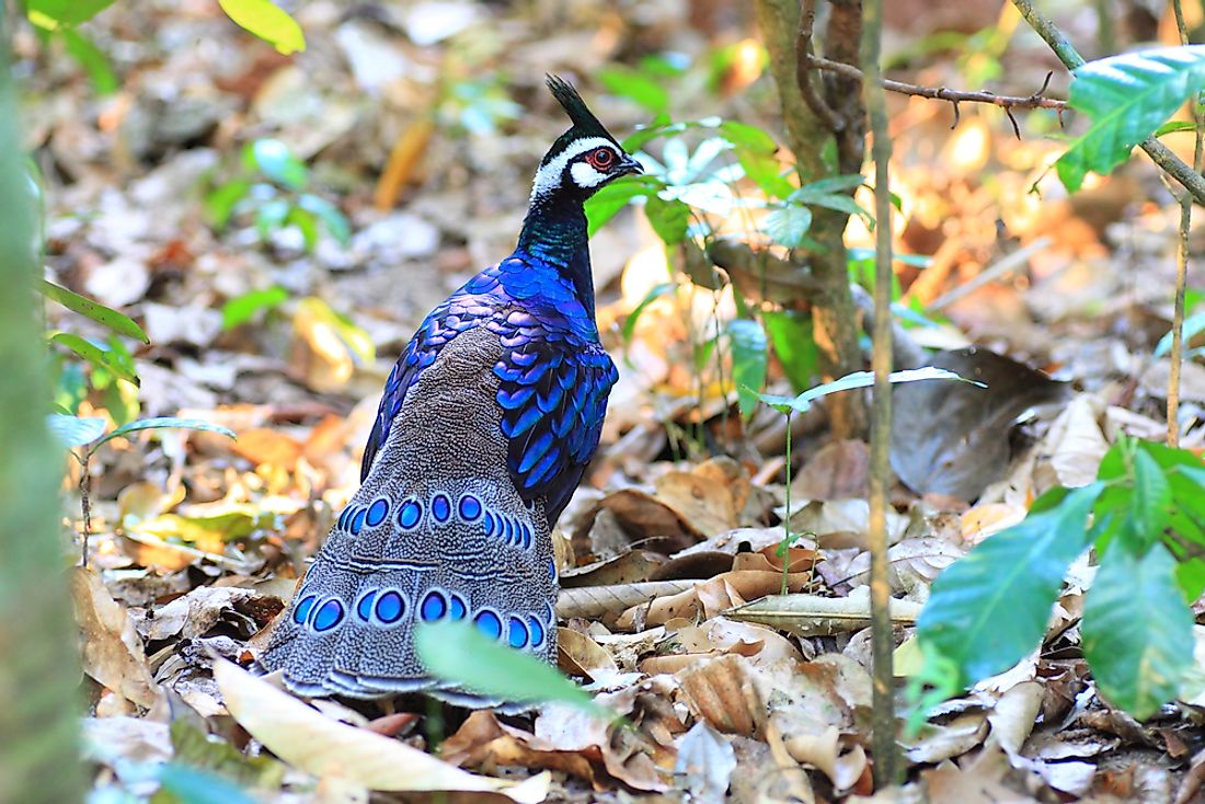 Beautiful Birds That Are Endemic To The Philippines - WorldAtlas