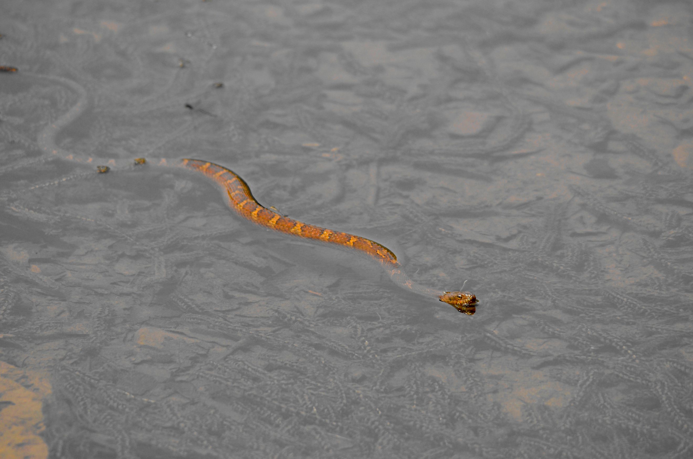 Northern Water Snake swimming in the river, west Virginia