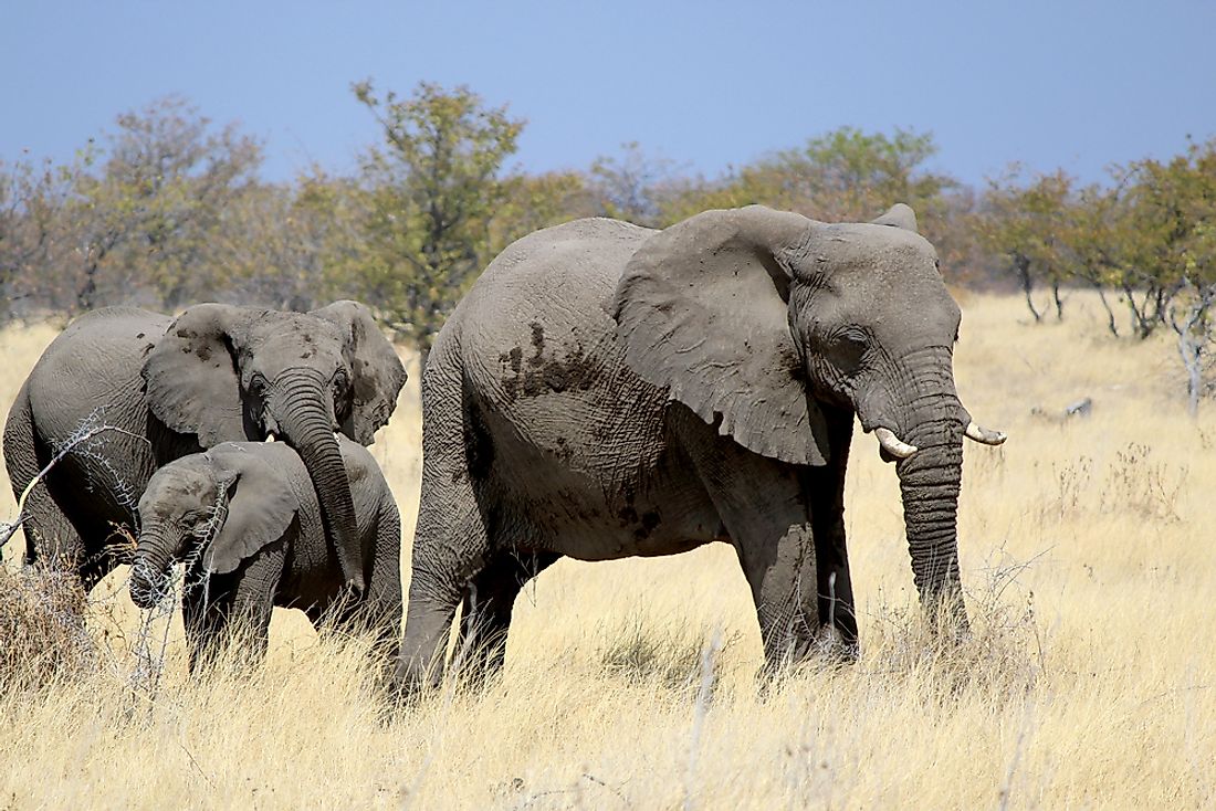 animals-of-the-kalahari-desert-worldatlas