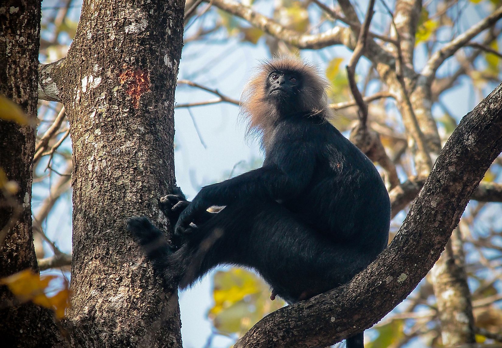 fascinating-primates-from-around-the-world-worldatlas