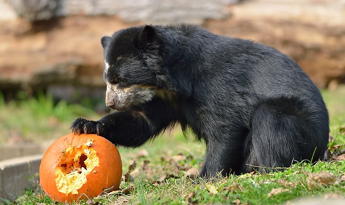 all-about-the-spectacled-bear-south-america-s-only-bear-species