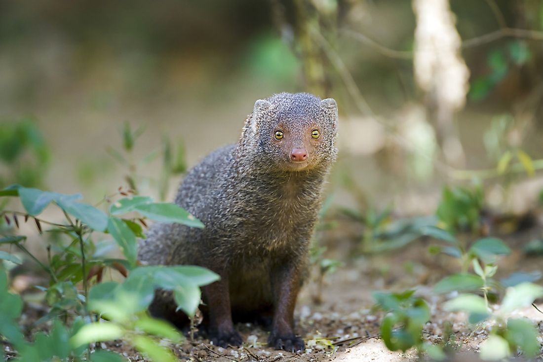 6 Species of Mongoose Found In India - WorldAtlas