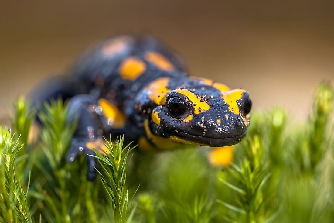 Native Amphibians Of Poland - WorldAtlas