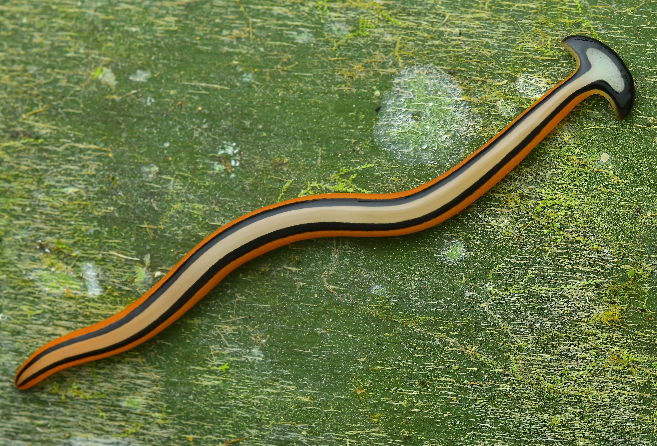 View of colorful hammerhead worm