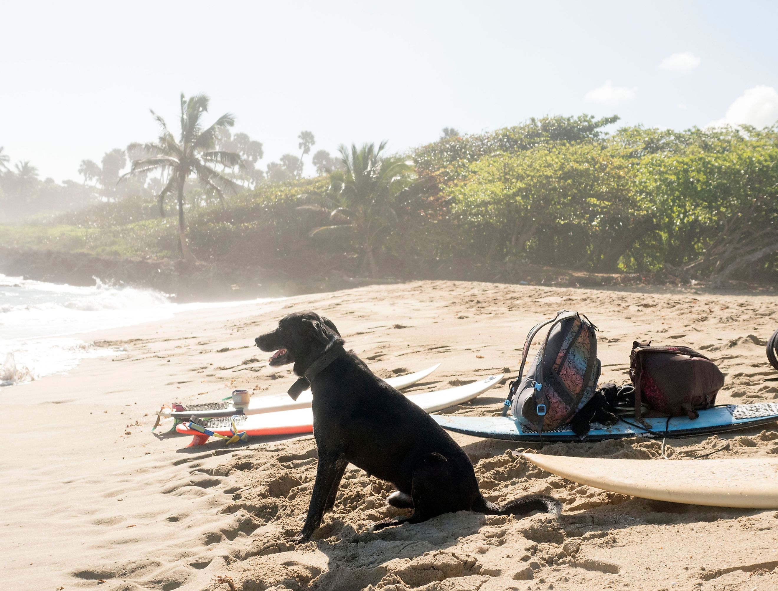 are dogs allowed on california beaches