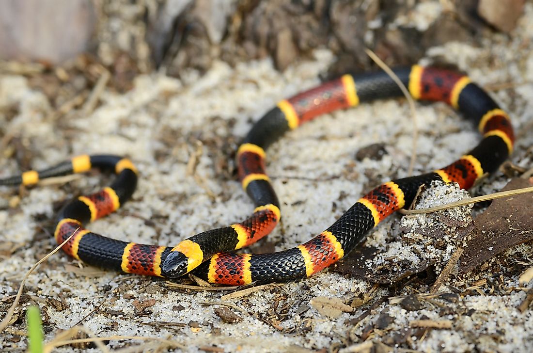 The Most Venomous Snakes Of Florida - WorldAtlas