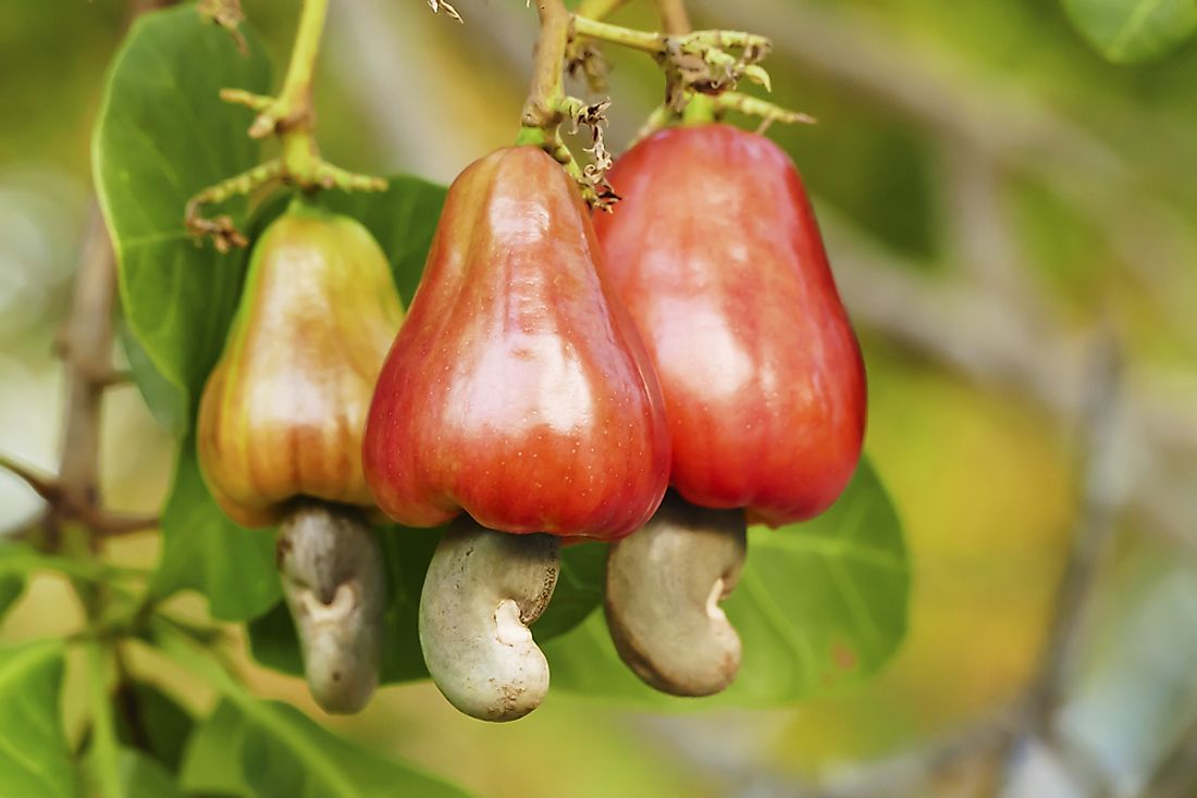 How Do Cashews Grow WorldAtlas