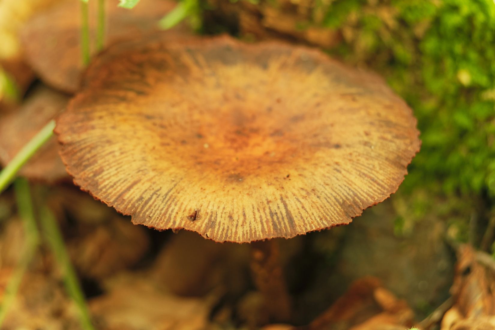 8 Most Poisonous Types Of Mushrooms Worldatlas 3790