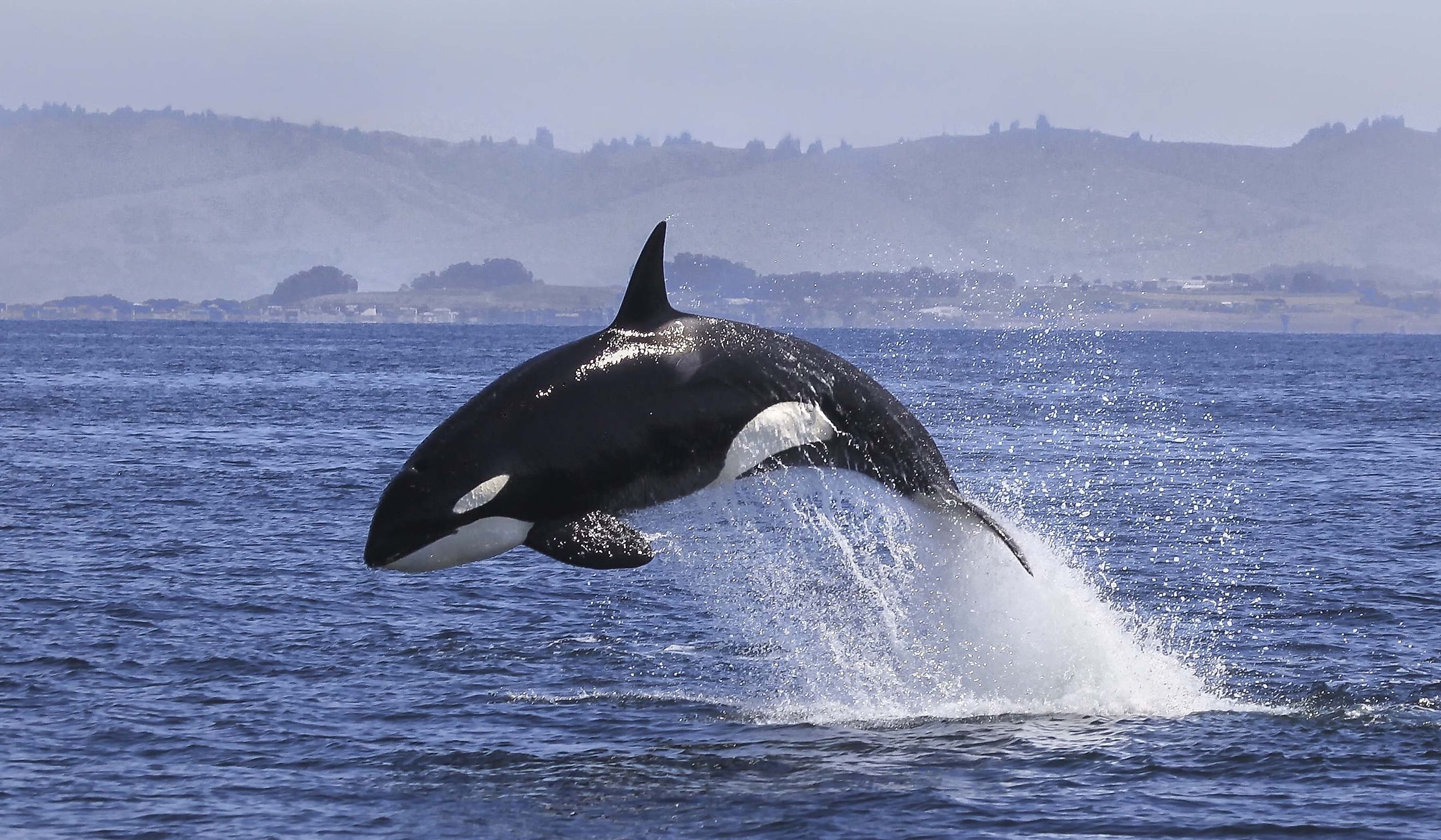 Killer Whale (Orcinus Orca).