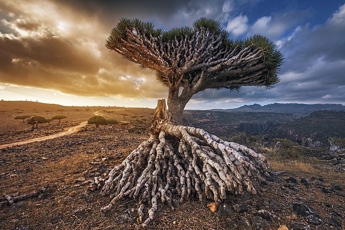 Where Is Socotra Located Worldatlas