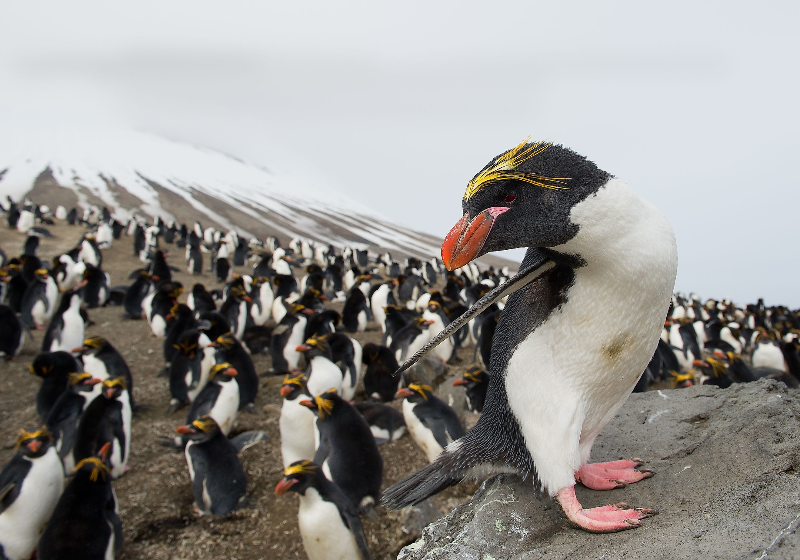 Where Do Penguins Live? - WorldAtlas