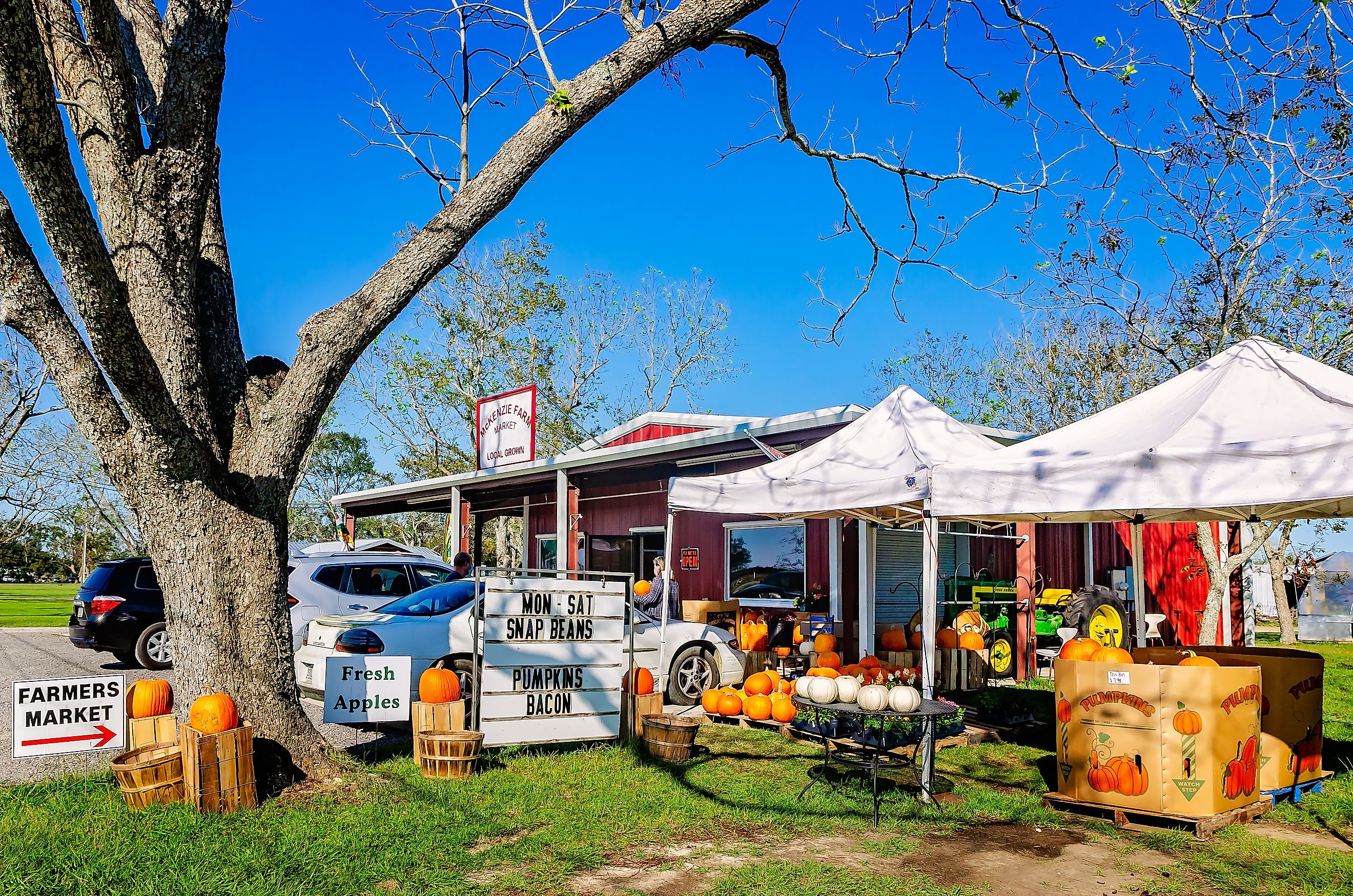 Pumpkins and other seasonal produce is displayed at McKenzie Farm Market, in Fairhope, Alabama, via Carmen K Sisson / iStock.com