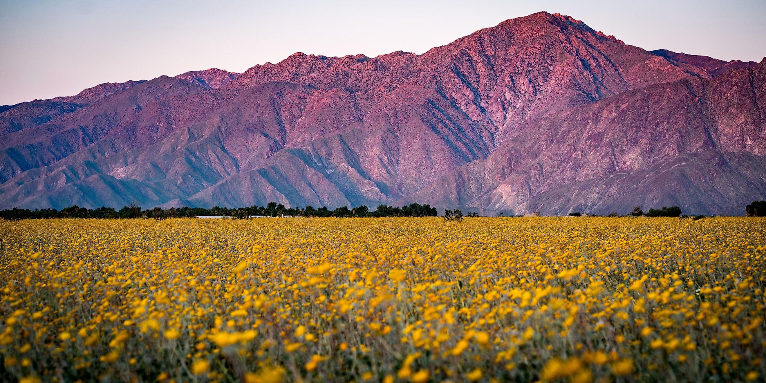 Desert superbloom flowers in Anza Borrego State Park. 