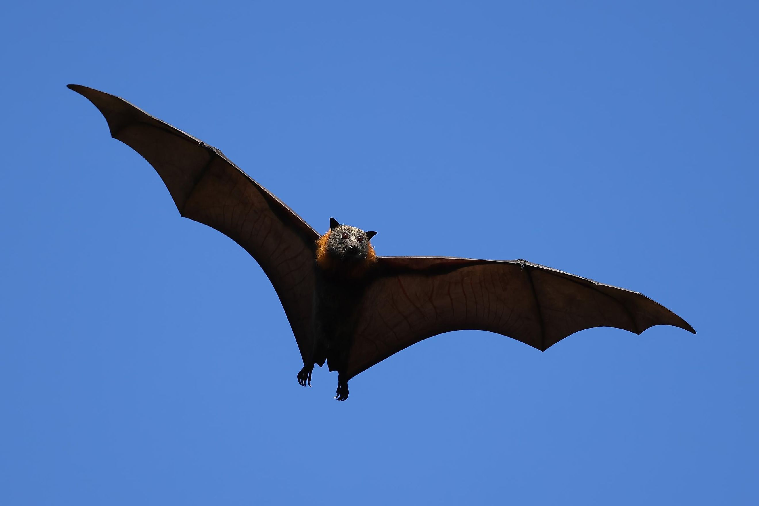 flying fox bat next to human