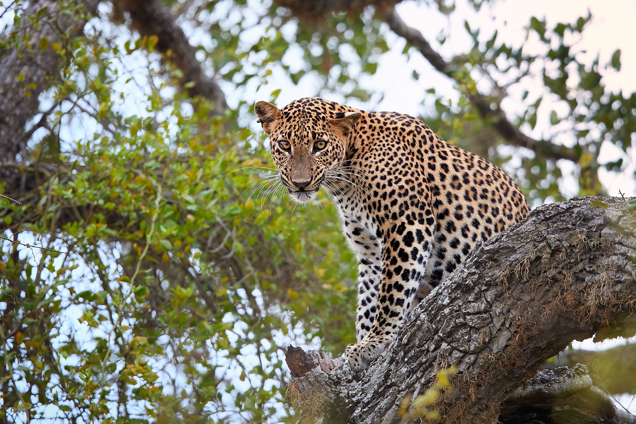 Yala National Park Sri Lanka WorldAtlas