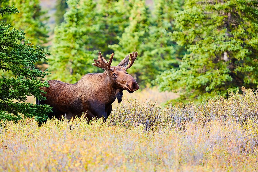 10-most-dangerous-animals-in-canada-worldatlas