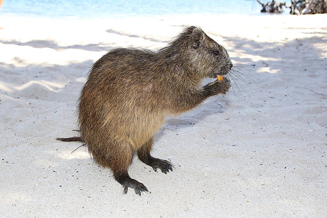 Animals That Live in Cuba WorldAtlas