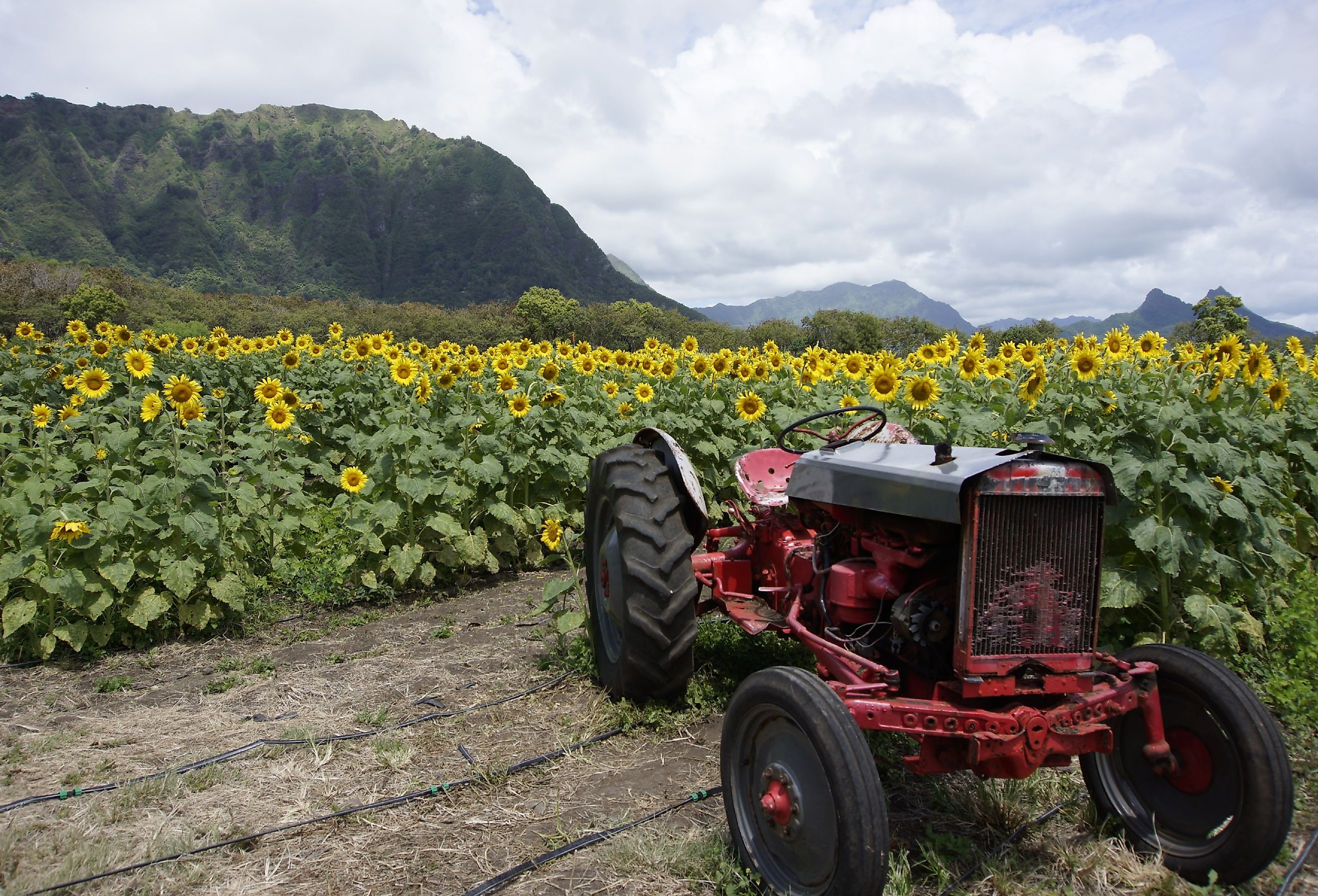 Sunflower Field in Hawaii at Waimanalo Country Farms.