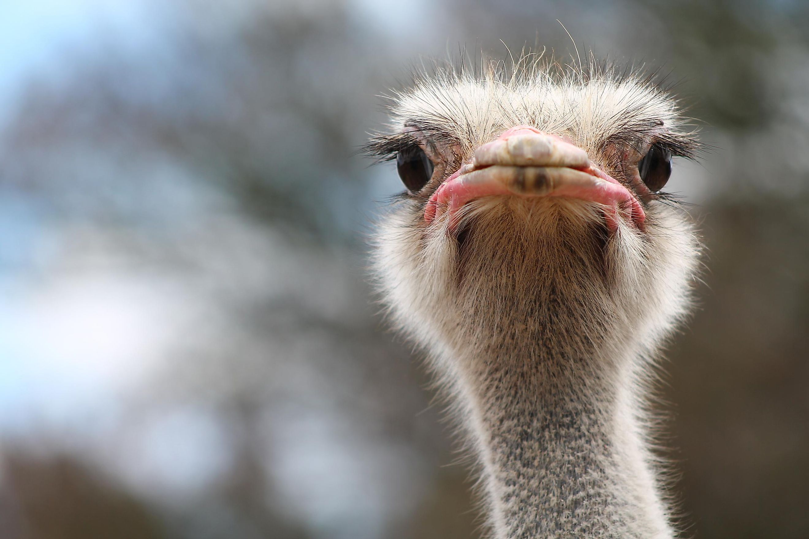 interesting-facts-about-ostriches-worldatlas