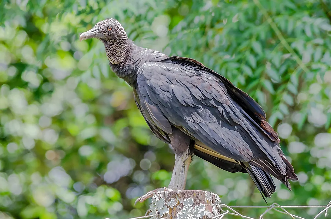 the-seven-species-of-new-world-vultures-worldatlas