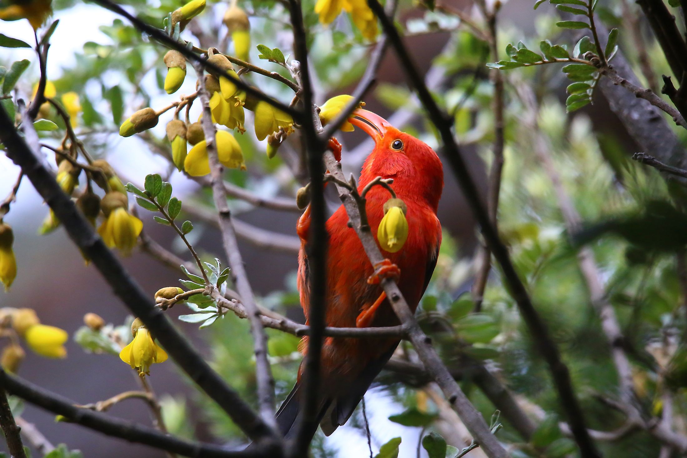 what-animals-live-in-hawaii-worldatlas