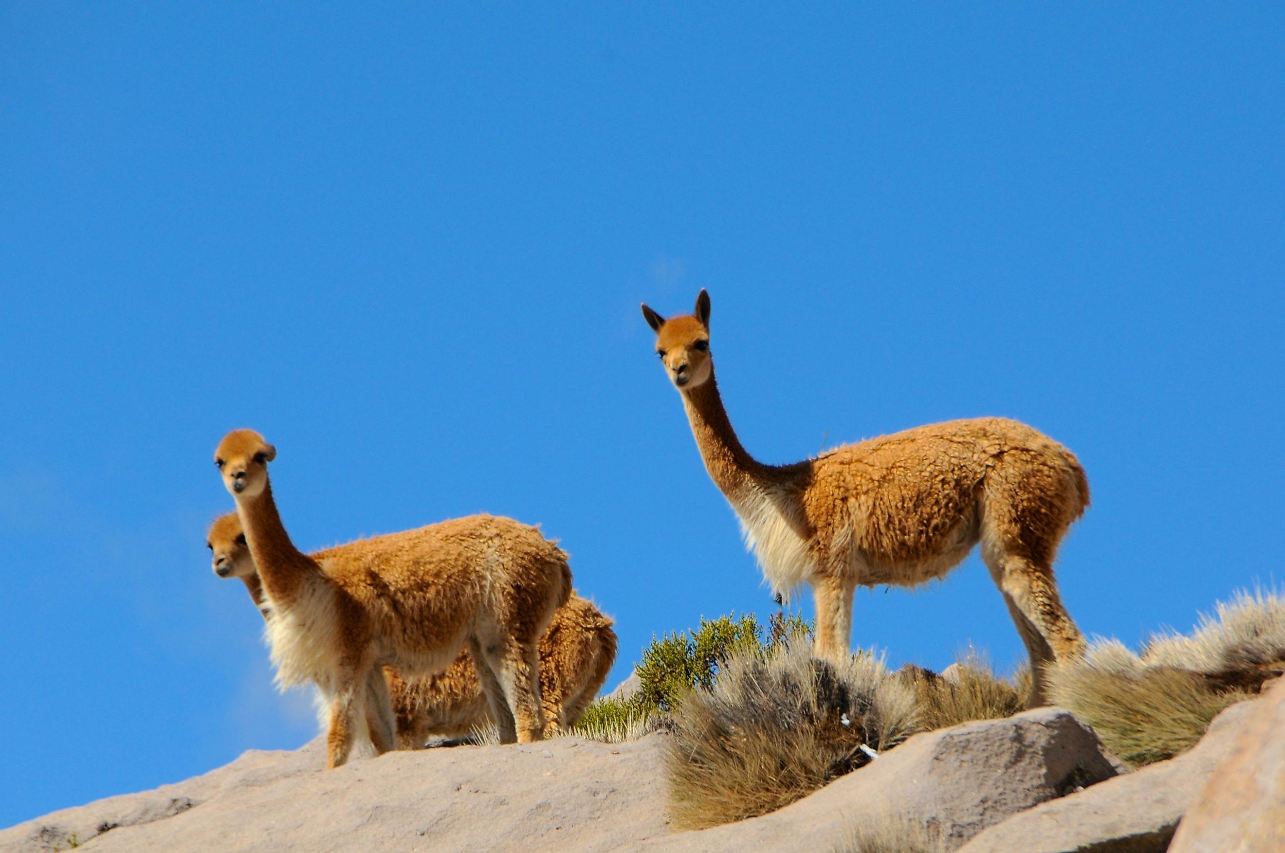 what-animals-live-in-the-high-mountains-worldatlas