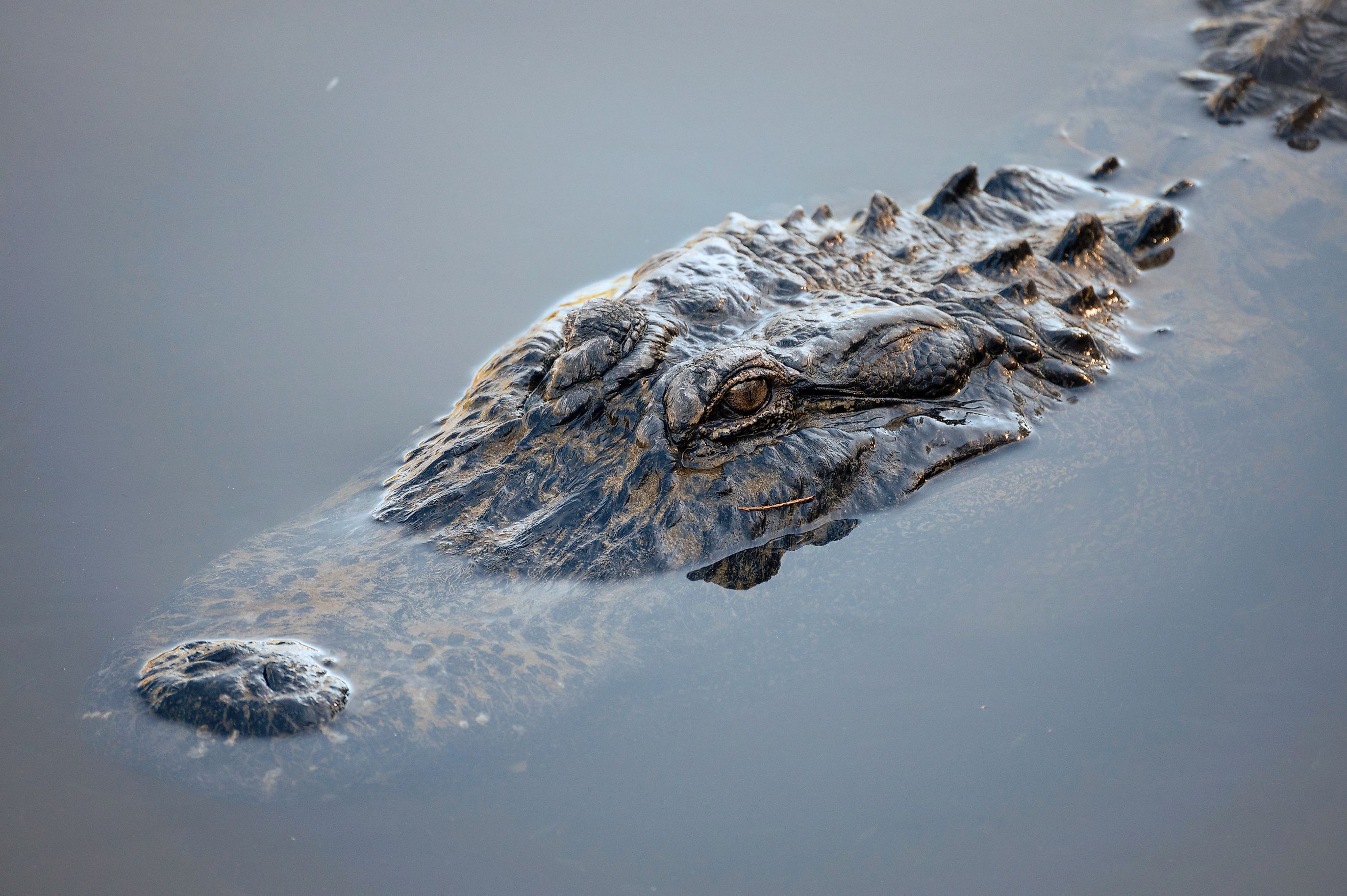 An American alligator in the water, partially submerged, with its eyes and snout visible above the surface.