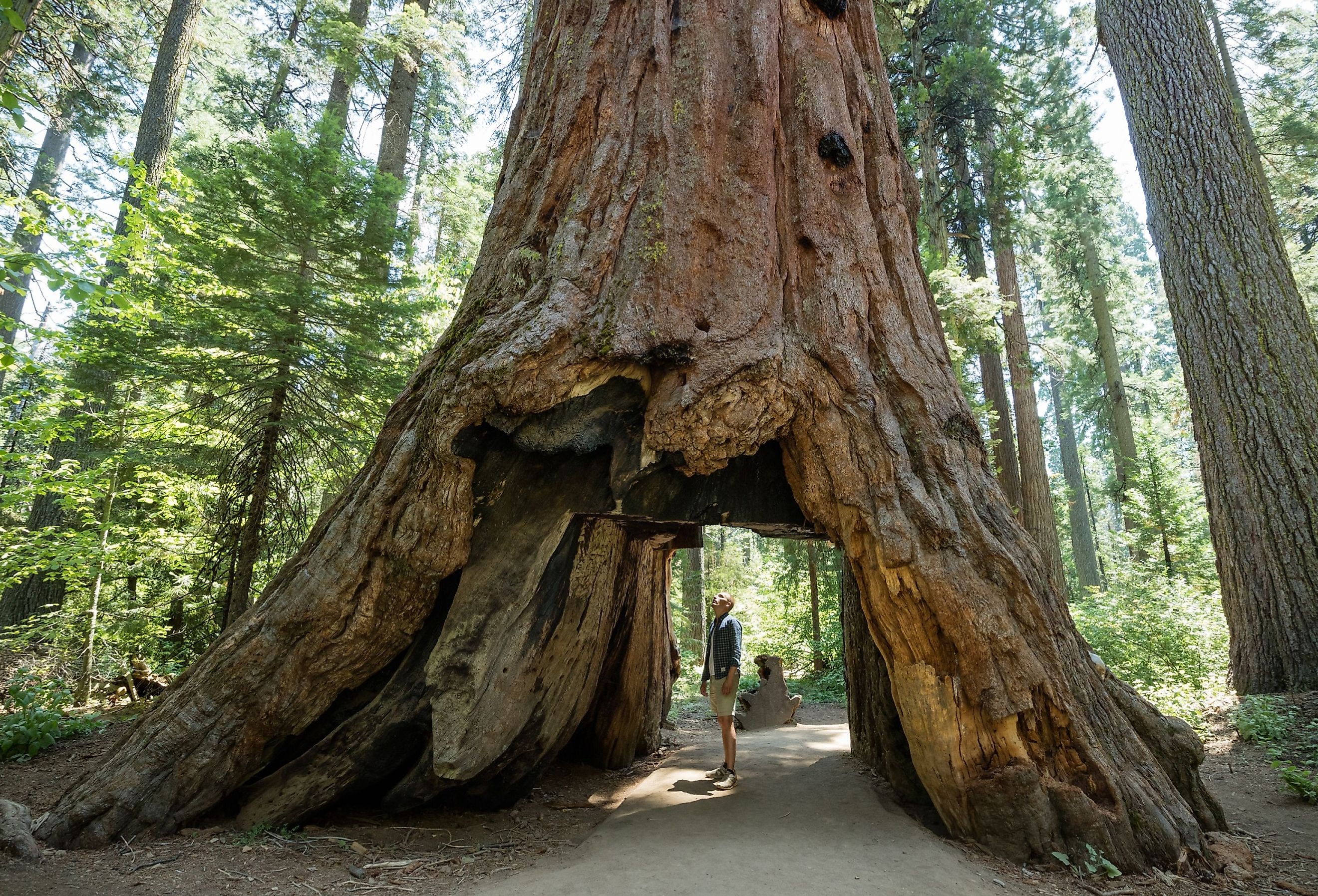 Man standing looking at giant big Red Wood tree in Calaveras Big Trees State Park in Northern California