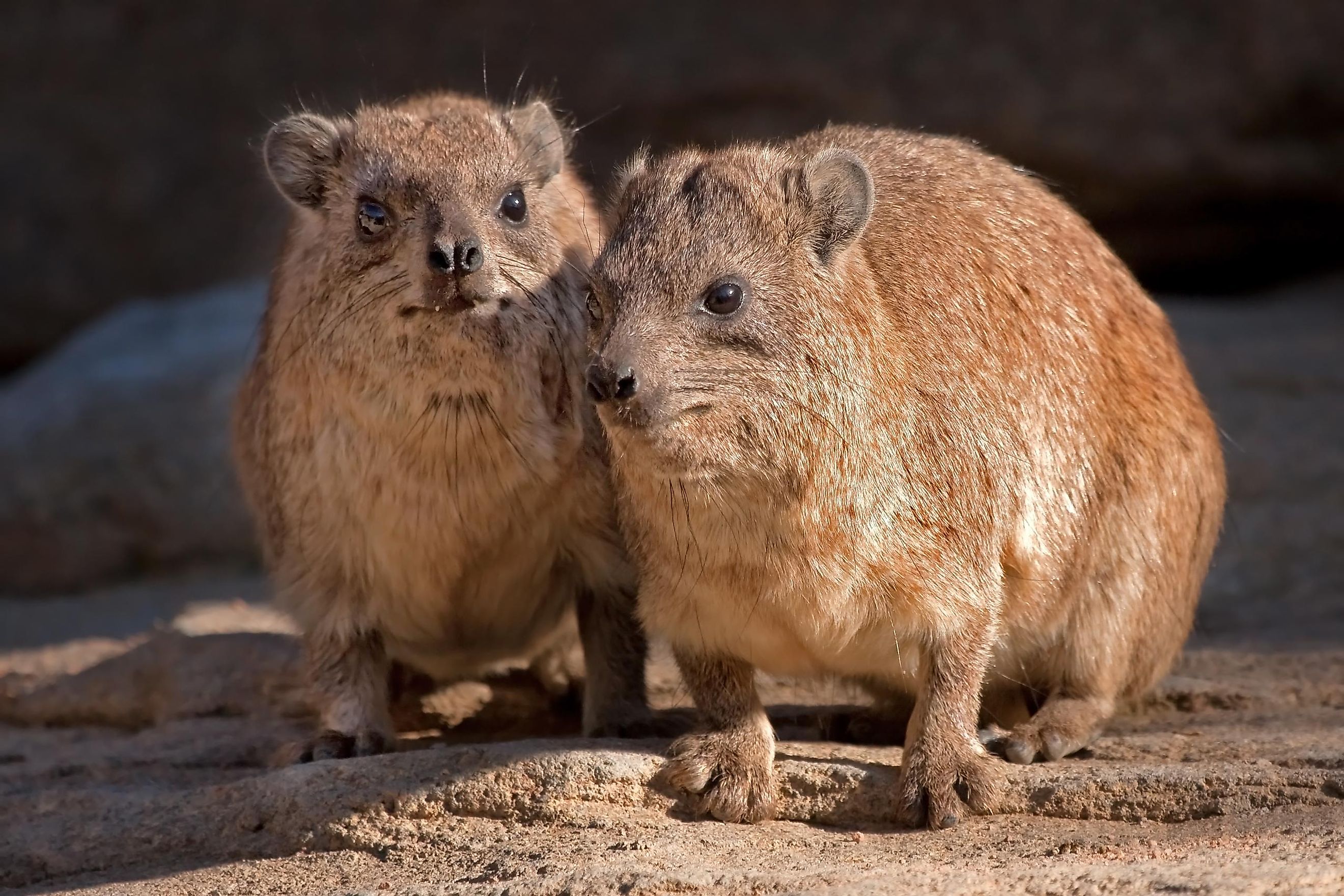 Rock Hyrax Facts: Animals of Africa - WorldAtlas