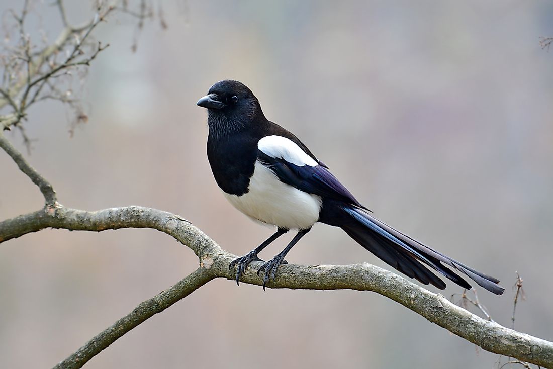 8 Famous Garden Birds Of Ireland WorldAtlas