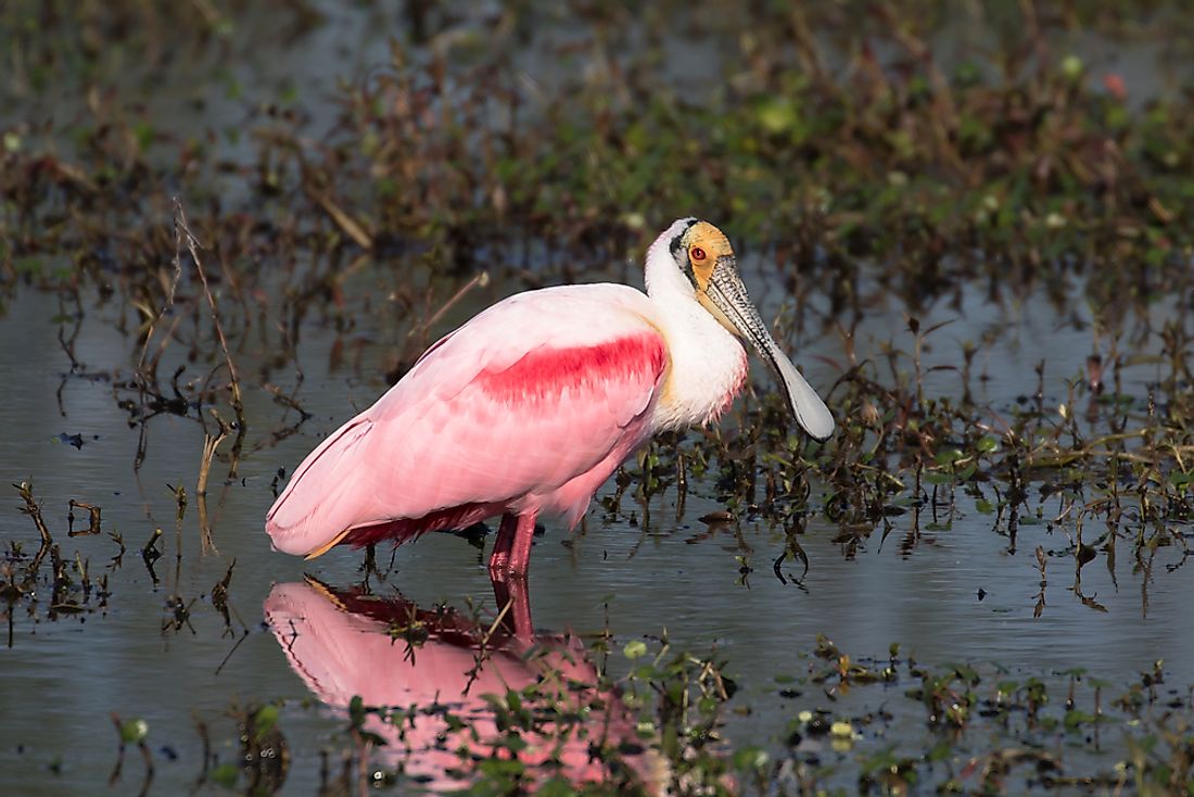 The World's Most Stunningly Pink Animals - WorldAtlas