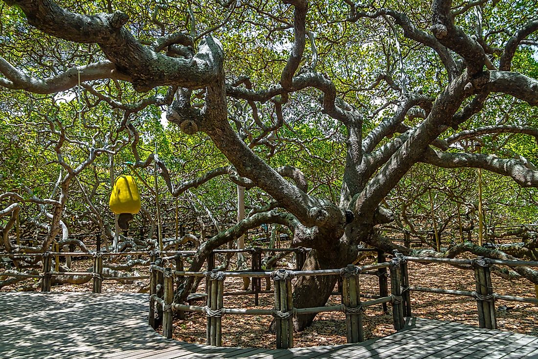 cashew tree of pirangi natural wonders of south america worldatlas cashew tree of pirangi natural