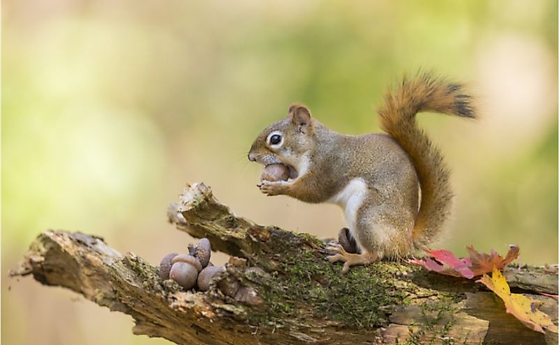 10 Animals That Are Omnivores - WorldAtlas