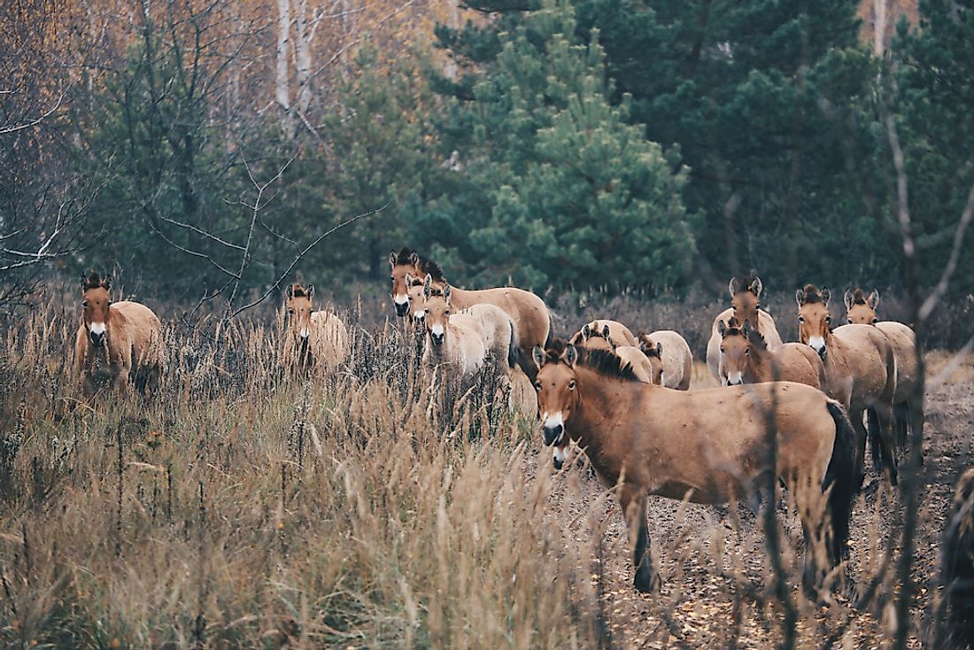 chernobyl aftermath wildlife