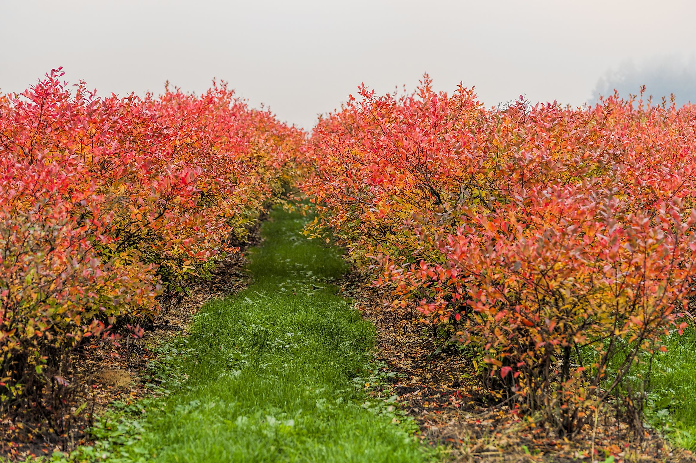 Top 10 Blueberry Producing States In America Worldatlascom