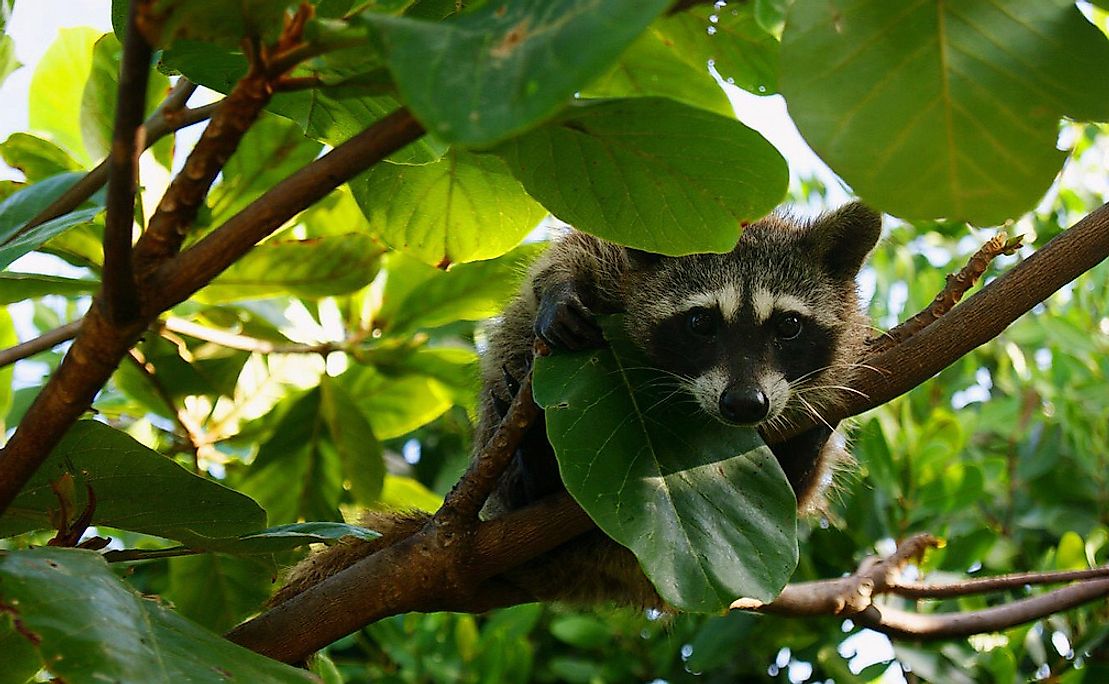 10 Most Threatened Animals In North America - WorldAtlas